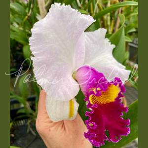 ソンチャン　ポラロイド　レア Cattleya Melody Fair-Bonanza Queen — Palmer Orchids